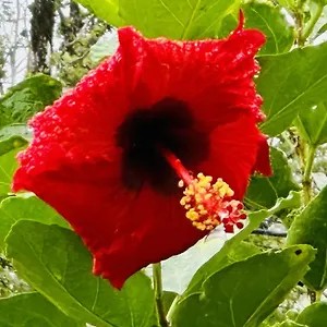 Kope Hale Near Hilo & Volcano National Park Pahoa